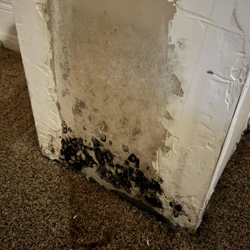 Professional Mold Removal in Floyd, VA